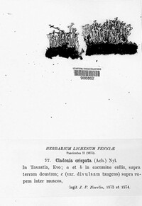 Cladonia crispata image